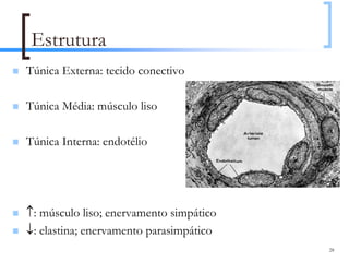 Estrutura
Túnica Externa: tecido conectivo

Túnica Média: músculo liso

Túnica Interna: endotélio




↑: músculo liso; enervamento simpático
↓: elastina; enervamento parasimpático
                                         28
 