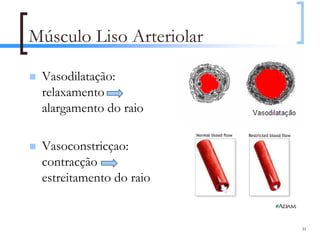 Músculo Liso Arteriolar

 Vasodilatação:
 relaxamento
 alargamento do raio

 Vasoconstricçao:
 contracção
 estreitamento do raio


                          31
 