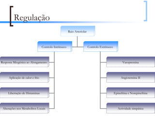 Regulação
                                                       Raio Arteriolar



                                 Controlo Intrínseco                     Controlo Extrínseco



Resposta Miogénica ao Alongamento                                                                    Vasopressina



     Aplicação de calor e frio                                                                      Angiotensina II



     Libertação de Histaminas                                                                  Epinefrina e Norepinefrina



 Alterações nos Metabolitos Locais                                                                Actividade simpática
                                                                                                                         34
 