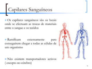 Capilares Sanguíneos
  Os capilares sanguíneos são os locais
onde se efectuam as trocas de materiais
entre o sangue e os tecidos


  Ramificam     extensamente        para
conseguirem chegar a todas as células de
um organismo


   Não existem transportadores activos
( excepto no cérebro)
                                           56
 