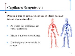 Capilares Sanguíneos
Porque é que os capilares são vasos ideais para as
trocas com os tecidos?

  As trocas são efectuadas em
  curtas distâncias

  Elevado número de capilares

  Diminuição da velocidade do
  sangue

                                                     57
 