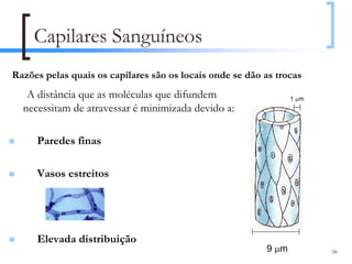 Capilares Sanguíneos
Razões pelas quais os capilares são os locais onde se dão as trocas
   A distância que as moléculas que difundem                     1 µm
  necessitam de atravessar é minimizada devido a:

     Paredes finas

     Vasos estreitos




     Elevada distribuição
                                                          9 µm          58
 