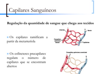 Capilares Sanguíneos

Regulação da quantidade de sangue que chega aos tecidos



  Os capilares ramificam a
partir da metarteríola


  Os esfíncteres precapilares
regulam o número de
capilares que se encontram
abertos
                                                      64
 