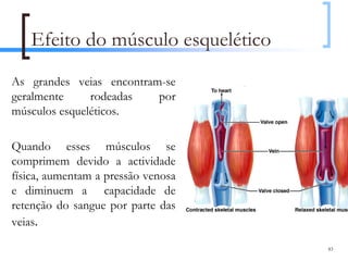 Efeito do músculo esquelético
As grandes veias encontram-se
geralmente     rodeadas   por
músculos esqueléticos.

Quando esses músculos se
comprimem devido a actividade
física, aumentam a pressão venosa
e diminuem a capacidade de
retenção do sangue por parte das
veias.

                                    83
 