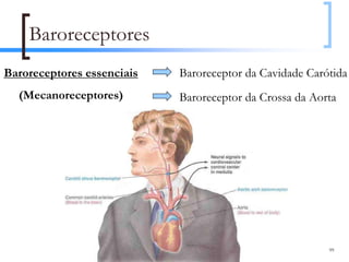 Baroreceptores
Baroreceptores essenciais   Baroreceptor da Cavidade Carótida
  (Mecanoreceptores)        Baroreceptor da Crossa da Aorta




                                                         99
 