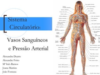 Sistema
     Circulatório:
   Vasos Sanguíneos
   e Pressão Arterial
Alexandra Duarte
Alexandre Foito
Mª Inês Ramos
Joana Martins
João Fonseca            1
 