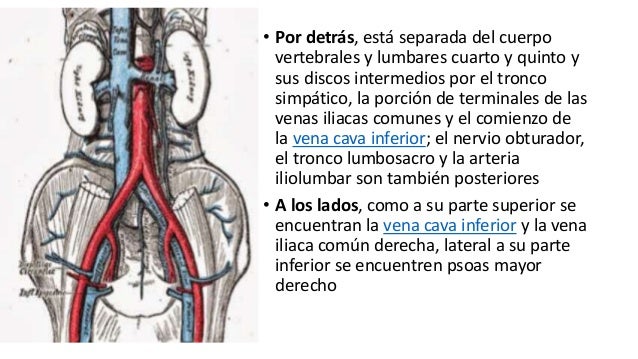Funcion De La Vena Iliaca Externa es.slideshare.net