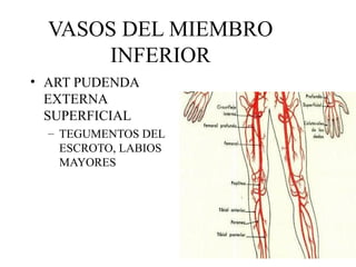 VASOS DEL MIEMBRO INFERIOR ART PUDENDA EXTERNA SUPERFICIAL TEGUMENTOS DEL ESCROTO, LABIOS MAYORES 