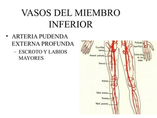 VASOS DEL MIEMBRO INFERIOR ARTERIA PUDENDA EXTERNA PROFUNDA ESCROTO Y LABIOS MAYORES 