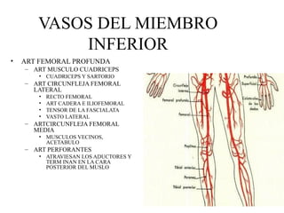 VASOS DEL MIEMBRO INFERIOR ART FEMORAL PROFUNDA ART MUSCULO CUADRICEPS CUADRICEPS Y SARTORIO ART CIRCUNFLEJA FEMORAL LATERAL RECTO FEMORAL ART CADERA E ILIOFEMORAL TENSOR DE LA FASCIALATA  VASTO LATERAL ARTCIRCUNFLEJA FEMORAL MEDIA MUSCULOS VECINOS, ACETABULO ART PERFORANTES ATRAVIESAN LOS ADUCTORES Y TERM INAN EN LA CARA POSTERIOR DEL MUSLO 