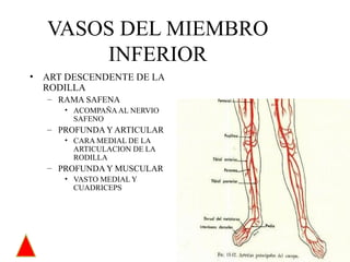 VASOS DEL MIEMBRO INFERIOR ART DESCENDENTE DE LA RODILLA RAMA SAFENA ACOMPAÑA AL NERVIO SAFENO PROFUNDA Y ARTICULAR CARA MEDIAL DE LA ARTICULACION DE LA RODILLA PROFUNDA Y MUSCULAR VASTO MEDIAL Y CUADRICEPS 