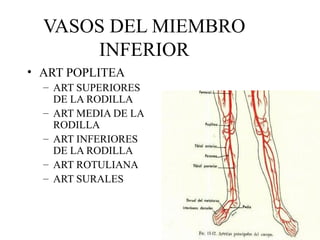 VASOS DEL MIEMBRO INFERIOR ART POPLITEA ART SUPERIORES DE LA RODILLA ART MEDIA DE LA RODILLA ART INFERIORES DE LA RODILLA ART ROTULIANA ART SURALES 