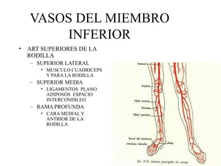 VASOS DEL MIEMBRO INFERIOR ART SUPERIORES DE LA RODILLA SUPERIOR LATERAL MUSCULO CUADRICEPS Y PARA LA RODILLA SUPERIOR MEDIA LIGAMENTOS  PLANO ADIPOSOS  ESPACIO INTERCONDILEO RAMA PROFUNDA CARA MEDIAL Y ANTRIOR DE LA RODILLA 
