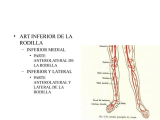 ART INFERIOR DE LA RODILLA INFERIOR MEDIAL PARTE ANTEROLATERAL DE LA RODILLA INFERIOR Y LATERAL PARTE ANTEROLATERAL Y LATERAL DE LA RODILLA 