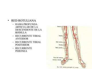 RED ROTULIANA RAMA PROFUNDA ARTICULAR DE LA DESCENDENTE DE LA RODILLA RECURRENTE TIBIAL ANTERIOR RECURRENTE TIBIAL POSTERIOR RECURRENTE PERONEA 