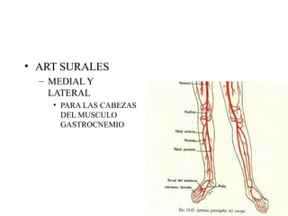 ART SURALES MEDIAL Y LATERAL PARA LAS CABEZAS DEL MUSCULO GASTROCNEMIO 