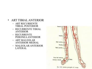 ART TIBIAL ANTERIOR ART RECURRENTE TIBIAL POSTERIOR RECURRENTE TIBIAL ANTERIOR RECURRENTE PERONEA ANTERIOR ART MALEOLAR ANTERIOR MEDIAL MALEOLAR ANTERIOR LATERAL 