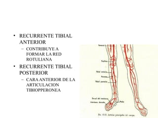 RECURRENTE TIBIAL ANTERIOR CONTRIBUYE A FORMAR LA RED ROTULIANA RECURRENTE TIBIAL POSTERIOR CARA ANTERIOR DE LA ARTICULACION TIBIOPPERONEA 