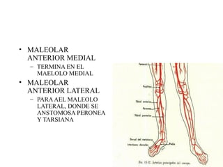 MALEOLAR ANTERIOR MEDIAL TERMINA EN EL MAELOLO MEDIAL MALEOLAR ANTERIOR LATERAL PARA AEL MALEOLO LATERAL, DONDE SE ANSTOMOSA PERONEA Y TARSIANA 