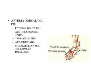 ARTERIA DORSAL DEL PIE LATERAL DEL TARSO ART DEL SENO DEL TARSO TARSIANA MEDIA ART ARQUEADA METATARSIANA DEL 1ER ESPACIO INTEROSEO 