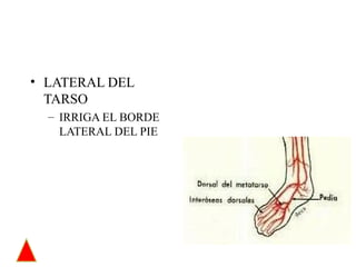 LATERAL DEL TARSO IRRIGA EL BORDE LATERAL DEL PIE 
