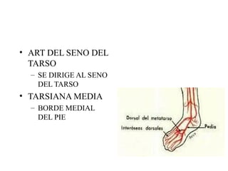 ART DEL SENO DEL TARSO SE DIRIGE AL SENO DEL TARSO TARSIANA MEDIA BORDE MEDIAL DEL PIE 