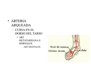 ARTERIA ARQUEADA CURVA EN EL DORSO DEL TARSO ART METATARSIANA S DORSALES ART DIGITALES 