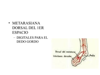 METARASIANA DORSAL DEL 1ER ESPACIO DIGITALES PARA EL DEDO GORDO 