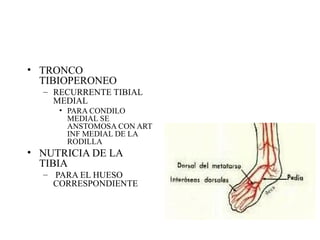 TRONCO TIBIOPERONEO RECURRENTE TIBIAL MEDIAL PARA CONDILO MEDIAL SE ANSTOMOSA CON ART INF MEDIAL DE LA RODILLA NUTRICIA DE LA TIBIA PARA EL HUESO CORRESPONDIENTE 
