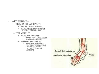 ART PERONEA RAMAS COLATERALES NUTRICIA DEL PERONE RAMA ANSTOMOTICA CON LA TIBIAL POSTERIOR TERMINALES RAMA PERFORANTE ANAST CON LA MALEOLAR ANTERIOR LATERAL PERONEA POSTERIOR ANASTOMOSA CON LA PERFORANTE, MALEOLAR LATERAL,TARSIANA LATERAL Y PLANTAR LKATERAL 