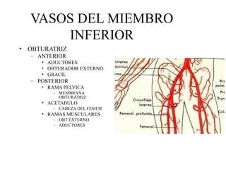VASOS DEL MIEMBRO INFERIOR OBTURATRIZ ANTERIOR ADUCTORES OBTURADOR EXTERNO GRACIL POSTERIOR RAMA PELVICA MEMBRANA OBTURATRIZ ACETABULO CABEZA DEL FEMUR RAMAS MUSCULARES OBT EXTERNO ADUCTORES 
