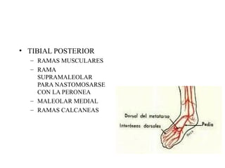TIBIAL POSTERIOR RAMAS MUSCULARES RAMA SUPRAMALEOLAR PARA NASTOMOSARSE CON LA PERONEA MALEOLAR MEDIAL RAMAS CALCANEAS 