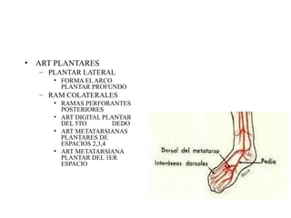 ART PLANTARES PLANTAR LATERAL FORMA EL ARCO PLANTAR PROFUNDO RAM COLATERALES RAMAS PERFORANTES POSTERIORES ART DIGITAL PLANTAR DEL 5TO  DEDO ART METATARSIANAS PLANTARES DE ESPACIOS 2,3,4 ART METATARSIANA PLANTAR DEL 1ER ESPACIO 