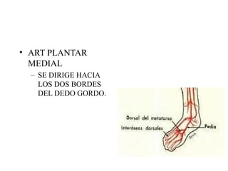 ART PLANTAR MEDIAL SE DIRIGE HACIA LOS DOS BORDES DEL DEDO GORDO. 