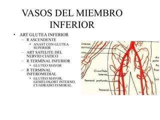 VASOS DEL MIEMBRO INFERIOR ART GLUTEA INFERIOR R ASCENDENTE ANAST CON GLUTEA SUPERIOR ART SATELITE DEL NERVIO CIATICO R TERMINAL INFERIOR GLUTEO MAYOR R TERMINAL INFEROMEDIAL GLUTEO MAYOR, GEMELOS,OBT INTERNO, CUADRADO FEMORAL. 