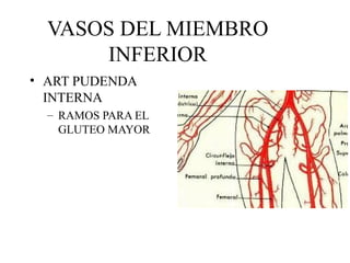 VASOS DEL MIEMBRO INFERIOR ART PUDENDA INTERNA RAMOS PARA EL GLUTEO MAYOR 