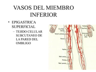 VASOS DEL MIEMBRO INFERIOR EPIGASTRICA SUPERFICIAL TEJIDO CELULAR SUBCUTANEO DE LA PARED DEL OMBLIGO 
