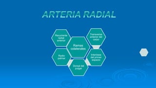 Ramas
colaterales
Recurrente
radial
anterior
Transversa
anterior del
carpo
Interósea
del primer
espacio
Radio
palmar
Dorsal del
pulgar
 