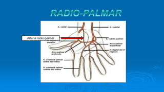 Arteria radio-palmar
 