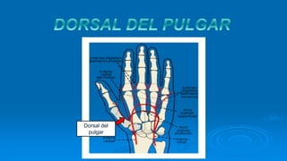 Dorsal del
pulgar
 