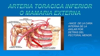 • NACE DE LA CARA
INTERNA DE LA
AXILAR POR
DETRÁS DEL
PECTORAL MENOR.
 