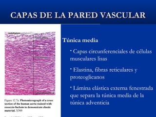 CAPAS DE LA PARED VASCULAR
Túnica media
Capas circunferenciales de células
musculares lisas
•

Elastina, fibras reticulares y
proteoglicanos
•

Lámina elástica externa fenestrada
que separa la túnica media de la
túnica adventicia
•

 