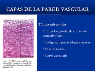 CAPAS DE LA PARED VASCULAR
Túnica adventicia
Capas longitudinales de tejido
conectivo laxo
•

•

Colágena y pocas fibras elásticas

•

Vasa vasorum

•

Nervi vascularis

 