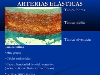 ARTERIAS ELÁSTICAS
Túnica íntima
Túnica media

Túnica adventicia
Túnica íntima
•

Muy gruesa

•

Células endoteliales

Capa subendotelial de tejido conectivo
(colágena, fibras elásticas y macrófagos)
•

•

Lámina elástica interna

 