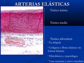 ARTERIAS ELÁSTICAS
Túnica íntima

Túnica media

Túnica adventicia
•

Es delgada

Colágena y fibras elásticas sin
formar láminas
•

•

Fibroblastos y macrófagos

•

Vasa vasorum y nervi vascularis

 