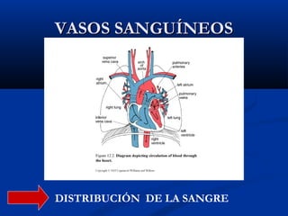 VASOS SANGUÍNEOS

DISTRIBUCIÓN DE LA SANGRE

 