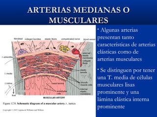ARTERIAS MEDIANAS O
MUSCULARES
Algunas arterias
presentan tanto
características de arterias
elásticas como de
arterias musculares
•

Se distinguen por tener
una T. media de células
musculares lisas
prominente y una
lámina elástica interna
prominente
•

 