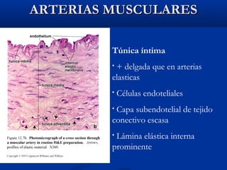 ARTERIAS MUSCULARES
Túnica íntima
+ delgada que en arterias
elasticas
•

•

Células endoteliales

Capa subendotelial de tejido
conectivo escasa
•

Lámina elástica interna
prominente
•

 