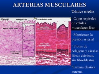 ARTERIAS MUSCULARES
Túnica media
Capas espirales
de células
musculares lisas
•

Mantienen la
presión arterial
•

Fibras de
colágena y escasas
fibras elásticas,
sin fibroblastos
•

•Lámina

externa

elástica

 