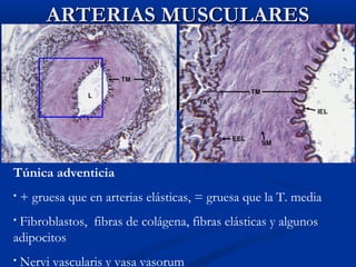 ARTERIAS MUSCULARES

Túnica adventicia
•

+ gruesa que en arterias elásticas, = gruesa que la T. media

Fibroblastos, fibras de colágena, fibras elásticas y algunos
adipocitos
•

•

Nervi vascularis y vasa vasorum

 